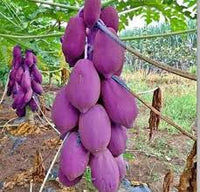 Purple papaya Fruit Seeds for planting