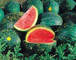 Moon and Stars watermelon Fruit Seeds