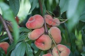 Donut Saturn peach seeds for juicy fruit garden