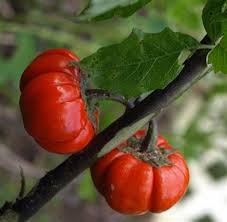 Red Solanum integrifolium seeds for garden planting