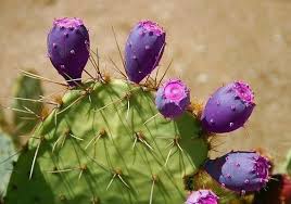 Purple prickly pear cactus plant seeds