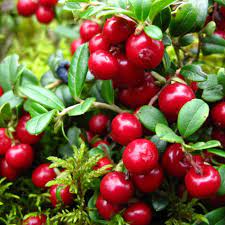 Vaccinium vitis-idaea seeds for planting in home garden