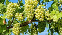 Green Brazilian grape Fruit Seeds