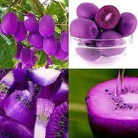 Purple Kiwi Actinidia arguta seeds for planting in home garden