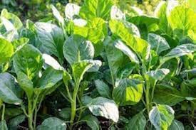 Kai-Lan Brassica oleracea for planting in stir-fry garden