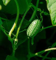 Cucamelon Melothria scabra seeds for garden planting