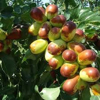Sherwood jujube Fruit Seeds