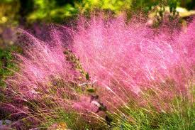 Purple Hairawn Muhly Muhlenbergia seeds for garden planting