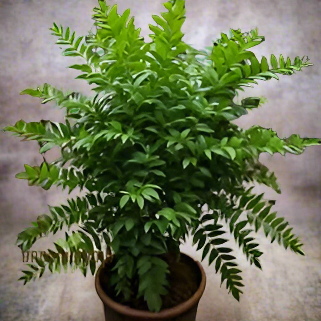 Curry Leaf Murraya koenigii seeds for planting in home herb garden