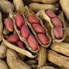 Valencia Peanut Arachis hypogaea seeds for garden planting