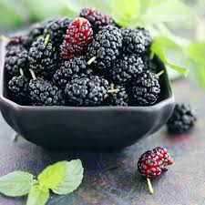 Mulberry Morus spp seeds for planting in home garden