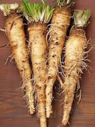 Russian Horseradish Armoracia rusticana seeds for cold climate garden