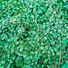 Penny Mint Mentha pulegium seeds for garden planting