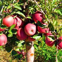 Pink Lady apple Malus domestica seeds for decorative garden