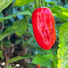 Zavory Pepper Capsicum annuum seeds for garden planting