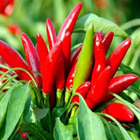Thai Dragon Chili Pepper Capsicum annuum seeds for planting in urban garden
