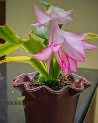 Schlumbergera Flower Seeds for Planting 100 - Flower for planting in home garden