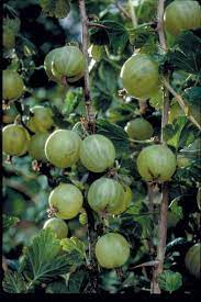 Greenfinch gooseberry Fruit Seeds for planting