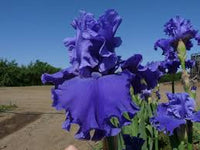 Sea Power Bearded Iris
