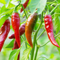 Thai Dragon Chili Pepper Seeds for Planting heirloom & Non-GMO Seeds