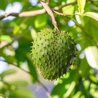 Fresh Green Soursop Fruit Seed for Planting and Cultivatng Tropical Fruit Trees, Heirloom Seeds