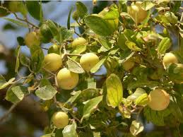 Christ’s Thorn Jujube Ziziphus spina-christi seeds for home orchard