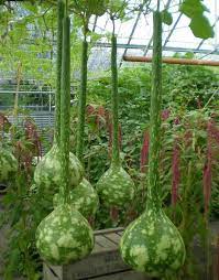 Dipper Bottle Gourd Lagenaria siceraria seeds for garden planting