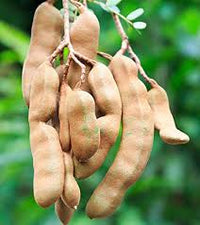Tamarind Tamarindus indica seeds for tropical garden