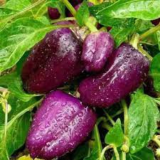 Purple Bell Pepper Capsicum annuum seeds for garden planting