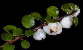 Gaultheria antipoda snowberry seeds