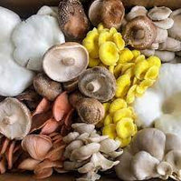 Mixed Mushroom Agaricus bisporus for planting in urban garden
