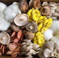 Mixed Mushroom Agaricus bisporus for planting in urban garden