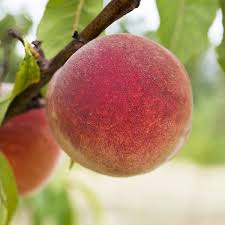 Elberta peach Prunus persica seeds for edible backyard garden