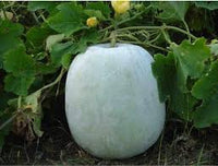 Ash Gourd Benincasa hispida seeds for backyard planting