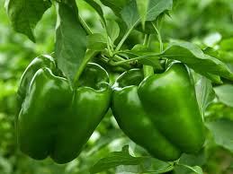Plaza Green Pepper Capsicum annuum seeds for garden planting
