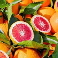 Blood orange Citrus sinensis seeds for garden