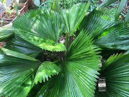 Licuala Palm Licuala grandis for planting in tropical garden