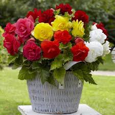 Non-GMO (Non-GMO scientific name) for planting in garden