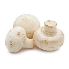 Button Mushroom Agaricus spp. spores for planting