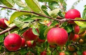 Fuji apple Malus domestica seeds for orchard garden