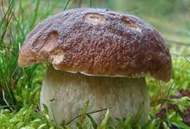 Brown Mushroom Agaricus bisporus seeds for indoor planting kits