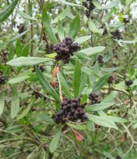 Myrica californica bayberry Fruit Seeds