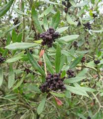 Myrica californica bayberry Fruit Seeds