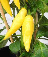 Light yellow chili Capsicum annuum seeds for planting in balcony garden