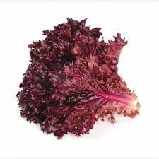 Red Salad Bowl Lettuce Lactuca sativa seeds for planting