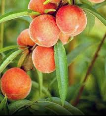 Georgia Belle peach Prunus persica seeds for backyard grove