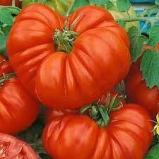 Beefsteak Tomato Solanum lycopersicum seeds for garden planting