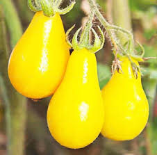 Yellow Pear Tomato Solanum lycopersicum seeds for urban garden planting