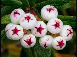 White Gaultheria hispida snow berry seeds