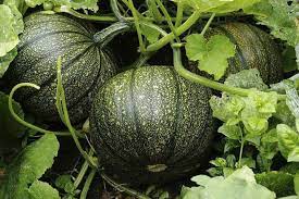 Jack-o’-lantern Pumpkin Vegetable Seeds for Planting – Heirloom, Non-GMO, Perfect for Halloween